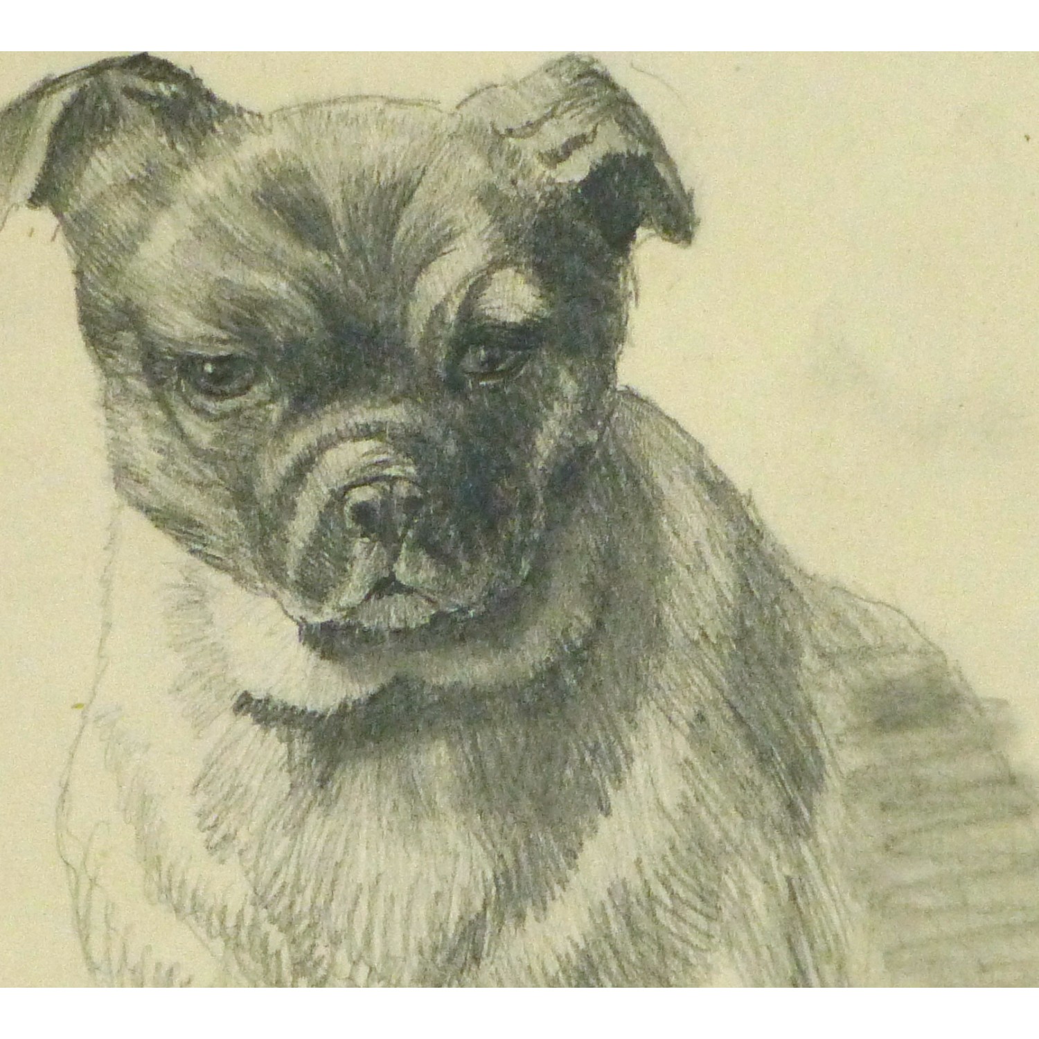 Antique Pencil Drawing Puppy Dog - 9189m