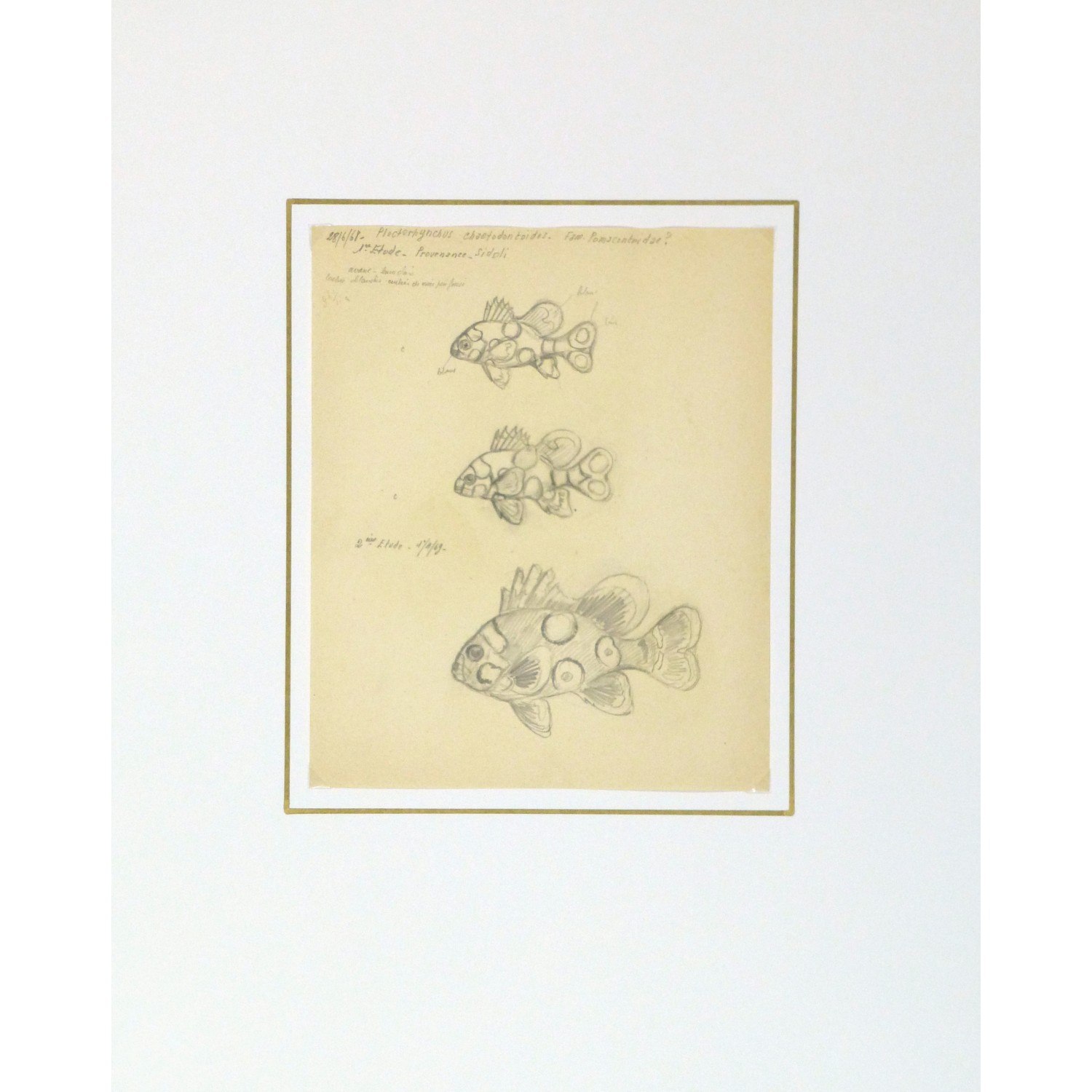Antique Pencil Drawing Fish - matted - 9293