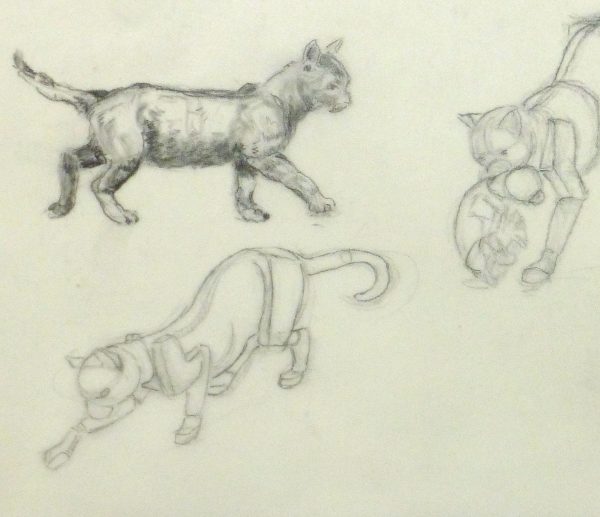 Drawing - Cat Anatomy - Image 3