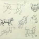 Drawing - Cat Anatomy - Main -9954M