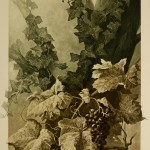 Grape Vines Lithograph-main-KB1646
