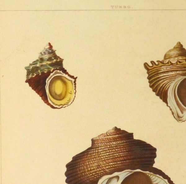 Shell Print, 1810-detail 2-10401M