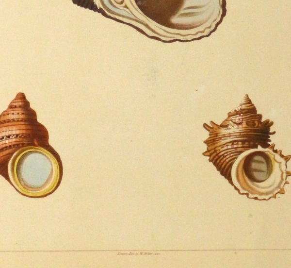Shell Print, 1810-detail-10401M