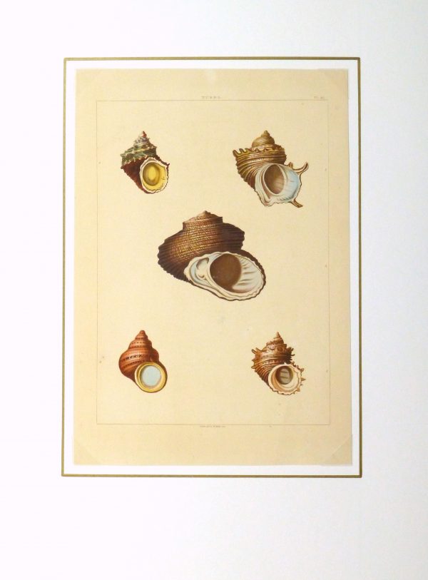 Shell Print, 1810-matted-10401M