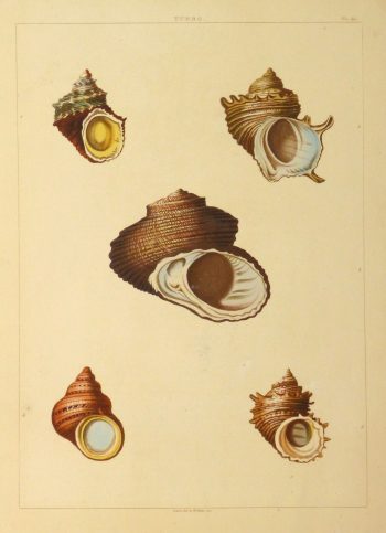 Shell Print, 1810-main-10401M