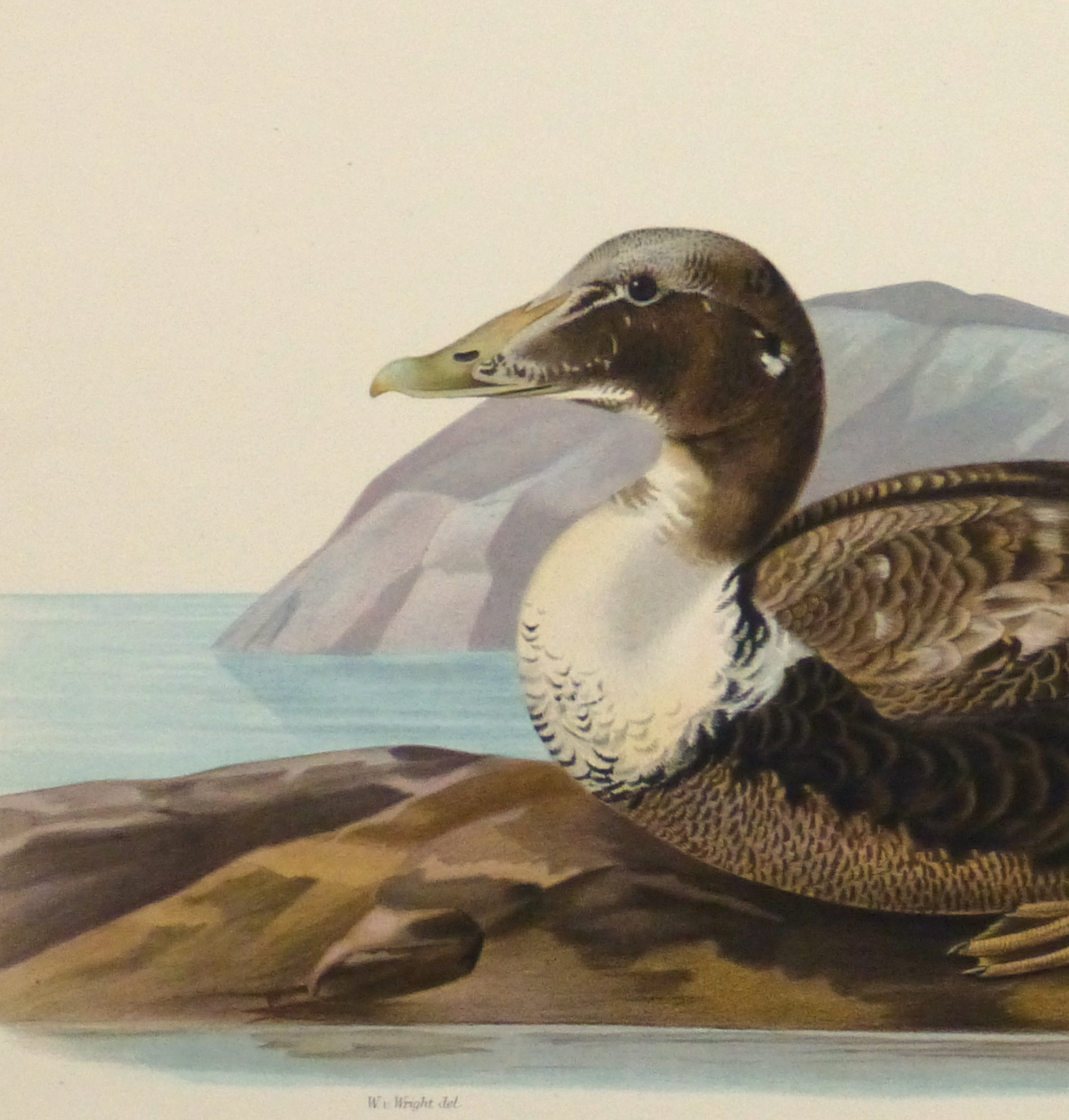 Common Eider Duck Print, 1929-detail 2-10418M