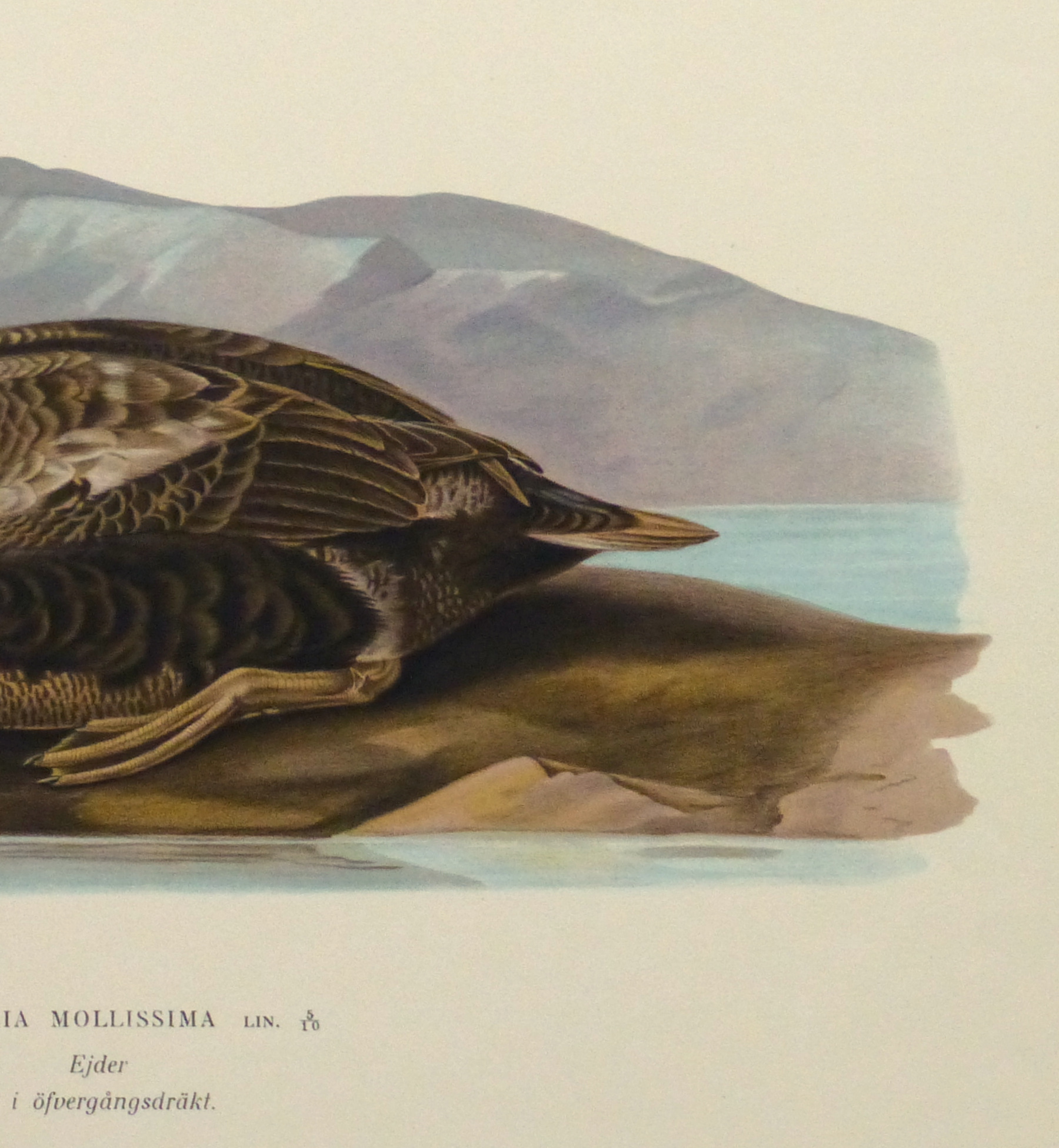 Common Eider Duck Print, 1929-detail-10418M