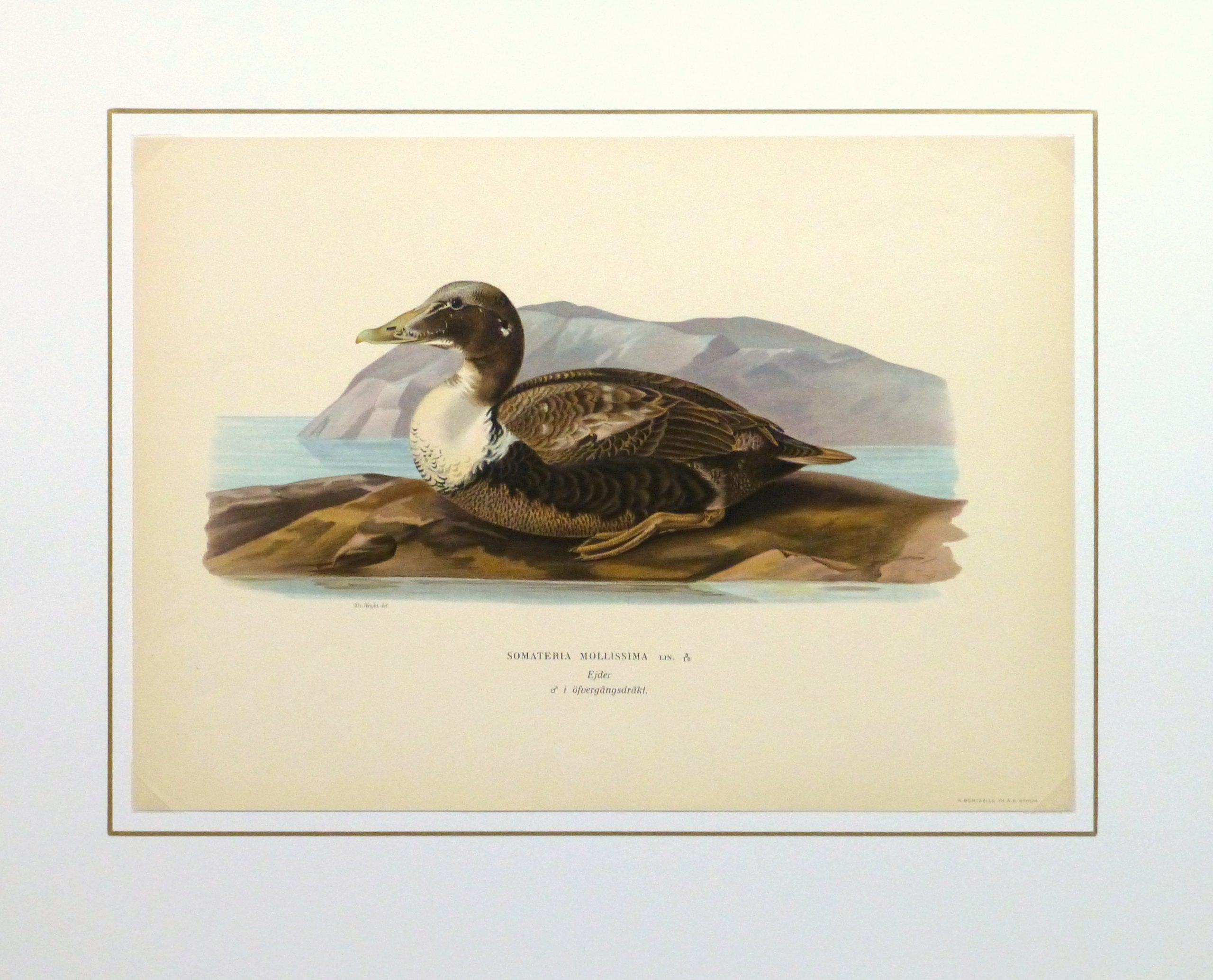 Common Eider Duck Print, 1929-matted-10418M