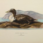 Common Eider Duck Print, 1929-main-10418M