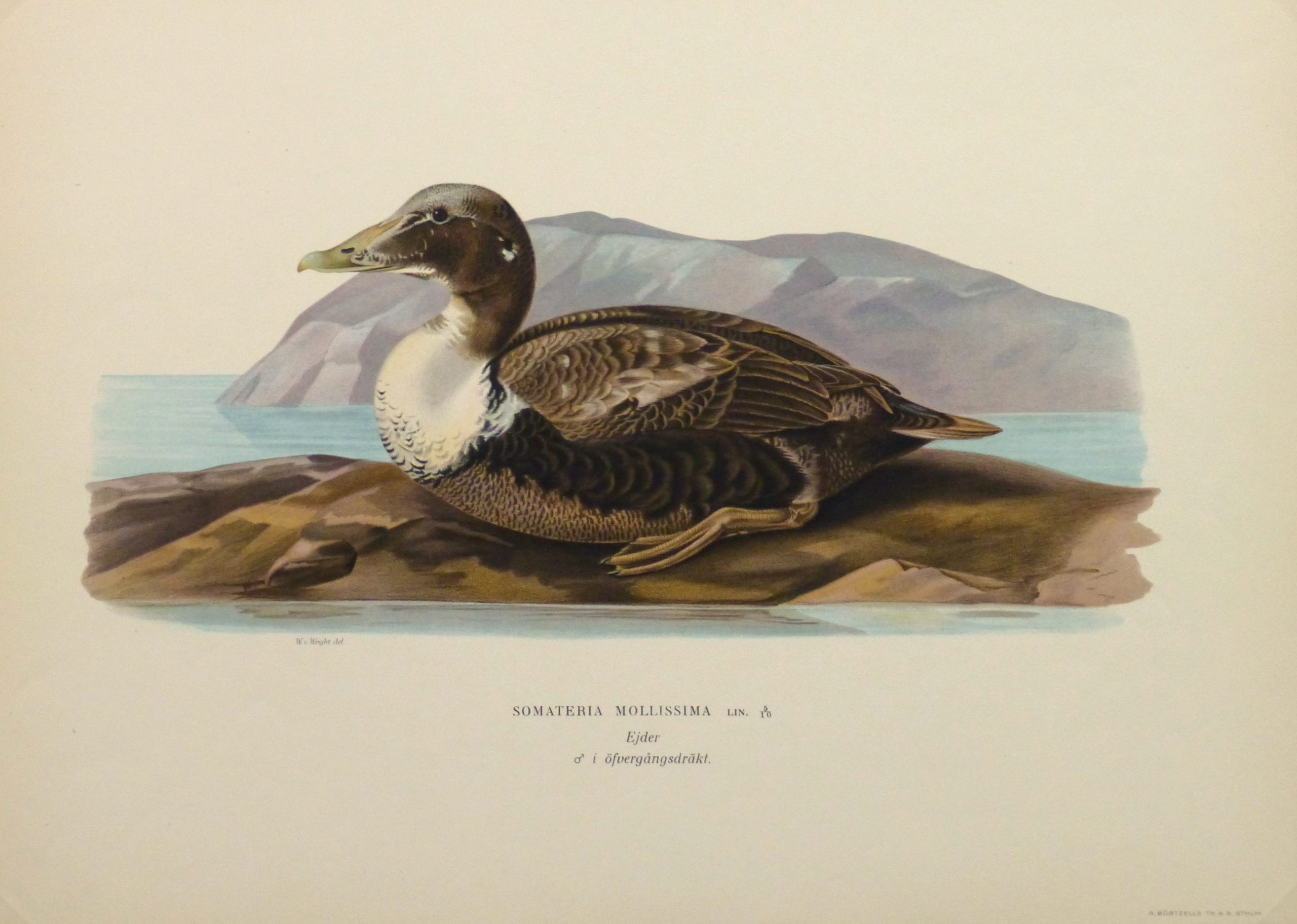 Common Eider Duck Print, 1929-main-10418M