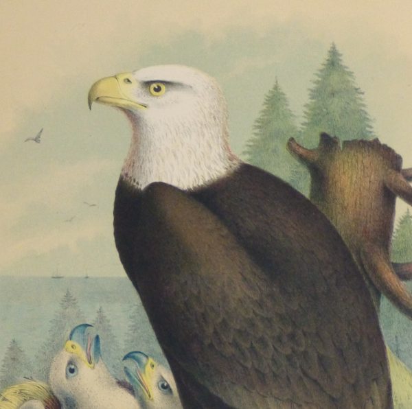 Bald Eagle Print, 1881-detail 2-10419M