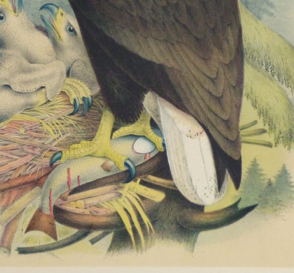 Bald Eagle Print, 1881-detail-10419M