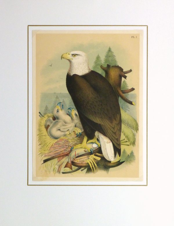 Bald Eagle Print, 1881-matted-10419M