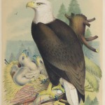 Bald Eagle Print, 1881-main-10419M