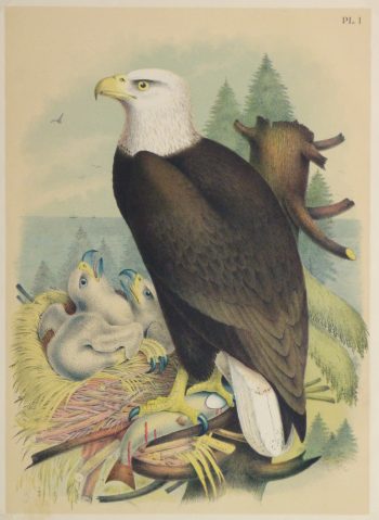 Bald Eagle Print, 1881-main-10419M