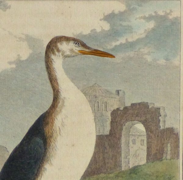 Loon Print, Circa 1770-detail 2-10421M
