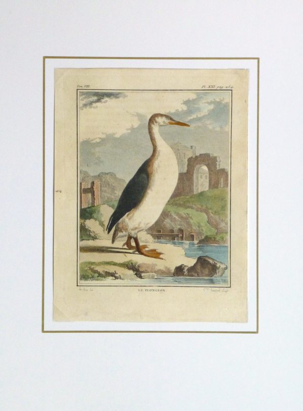 Loon Print, Circa 1770-matted-10421M