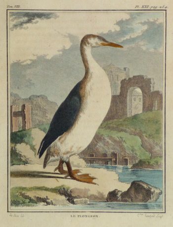 Loon Print, Circa 1770-main-10421M