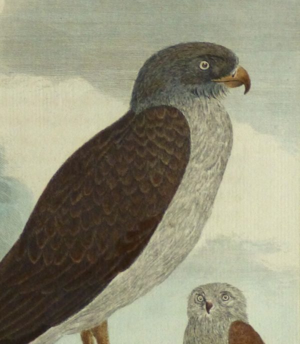 Snake Eagle Print, Circa 1770-detail 2-10422M