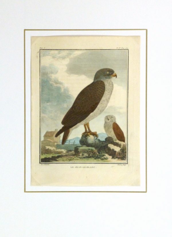 Snake Eagle Print, Circa 1770-matted-10422M