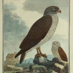 Snake Eagle Print, Circa 1770-main-10422M