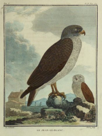 Snake Eagle Print, Circa 1770-main-10422M