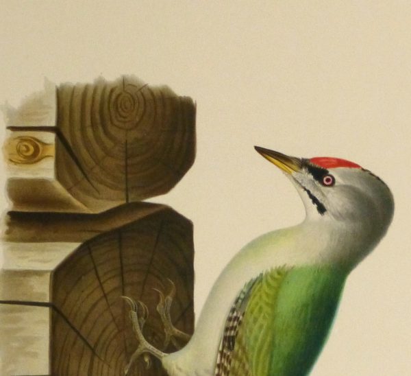 Grey Headed Woodpecker Print, 1929-detail 2-10426M