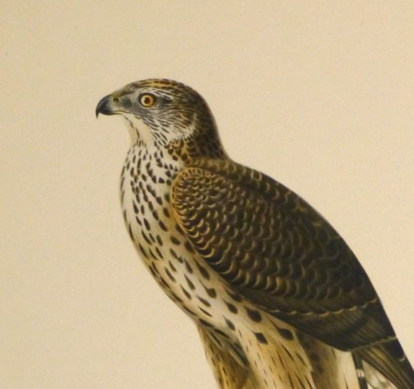 Northern Goshawk Print, 1929-detail 2-10427M