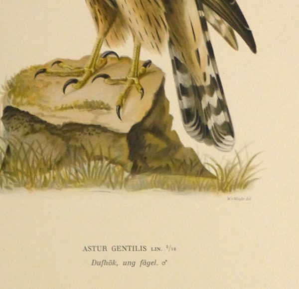 Northern Goshawk Print, 1929-detail-10427M
