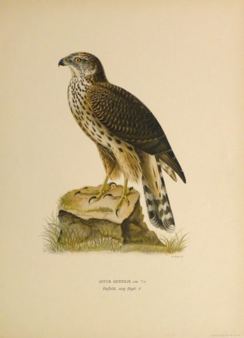 Northern Goshawk Print, 1929-main-10427M