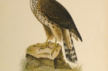 Northern Goshawk Print, 1929-main-10427M