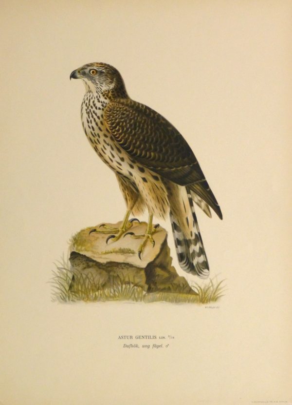 Northern Goshawk Print, 1929-main-10427M