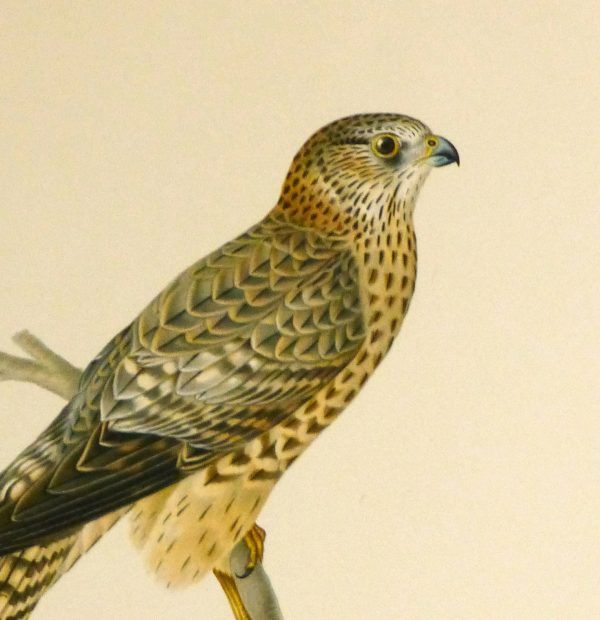 Merlin Falcon Print, 1929-detail 2-10428M