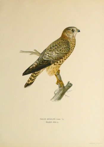 Merlin Falcon Print, 1929-main-10428M