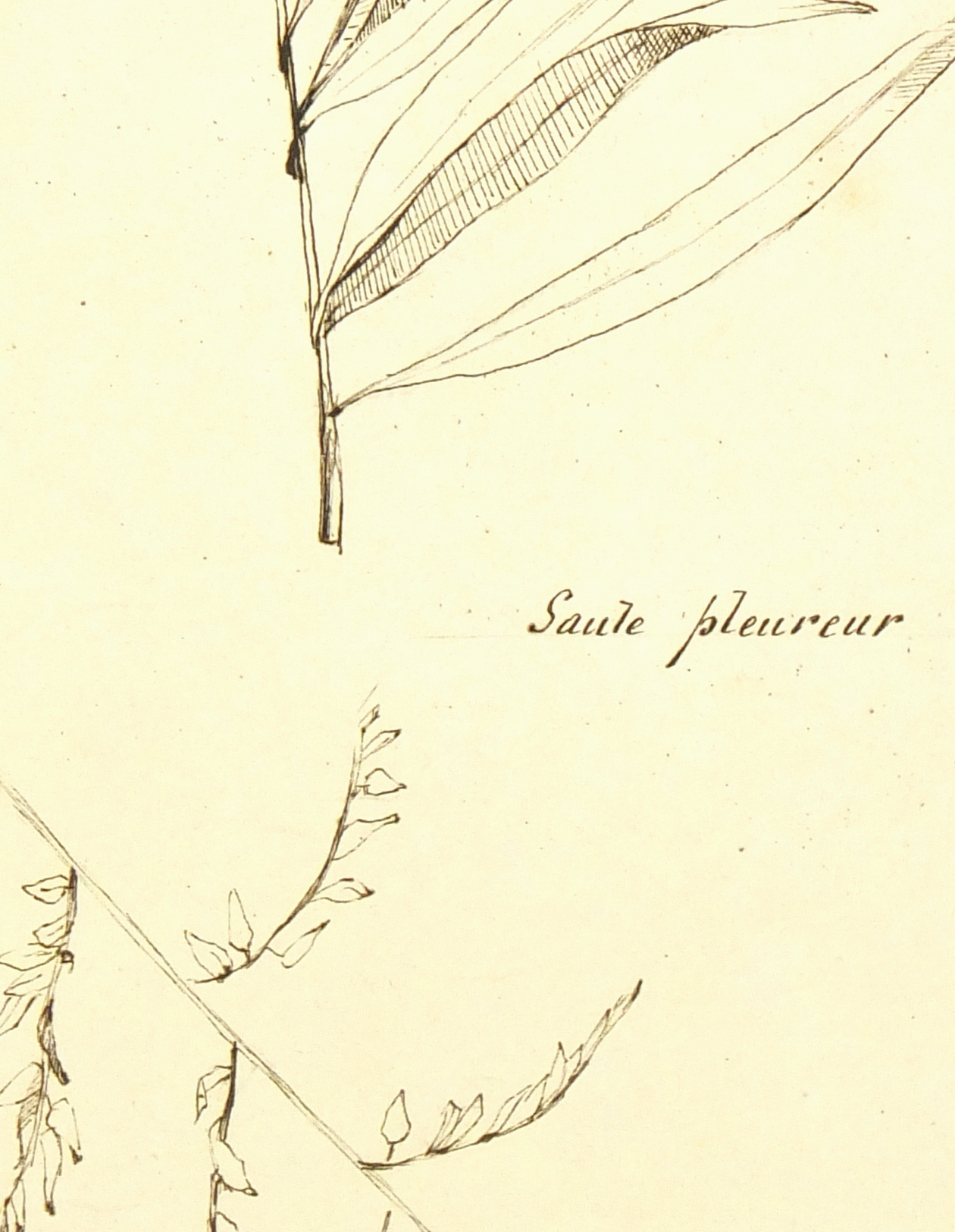 Weeping Willow, Circa 1930-detail-7841K