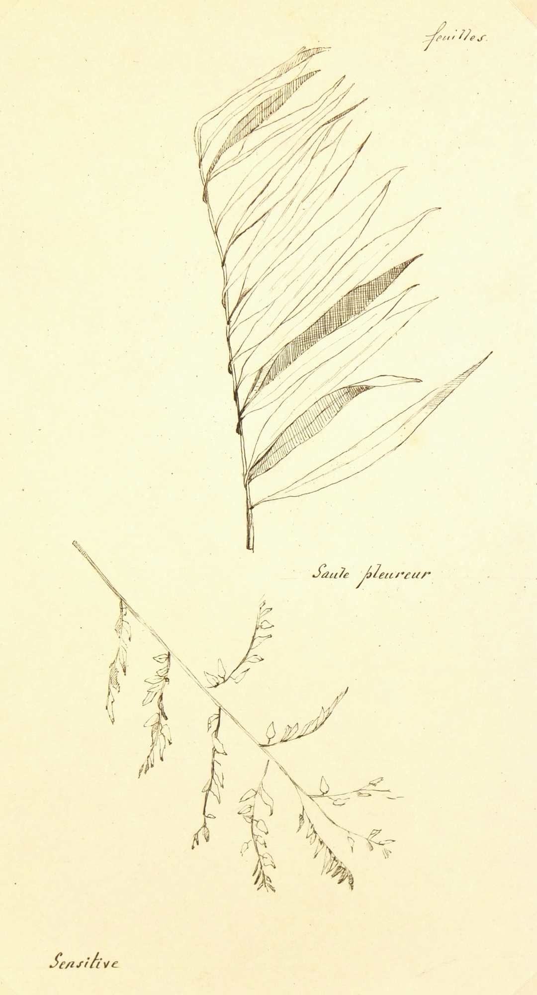 Weeping Willow, Circa 1930-main-7841K