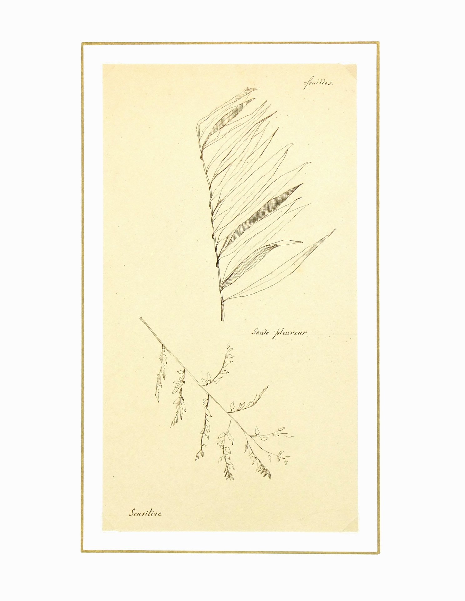 Weeping Willow, Circa 1930-matted-7841K