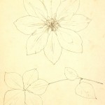 Clematis Vine, Circa 1930-main-7845K