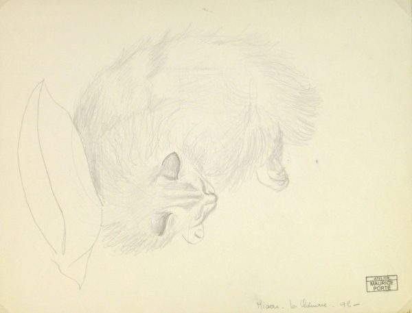 Drawing - Sleeping Cat, Circa 1990-main-8292K