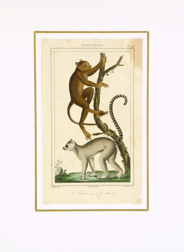 Tarsier & Lemur Print, Circa 1850-matted-8467K