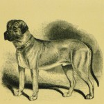 Mastiff Engraving, 1886-main-8817K