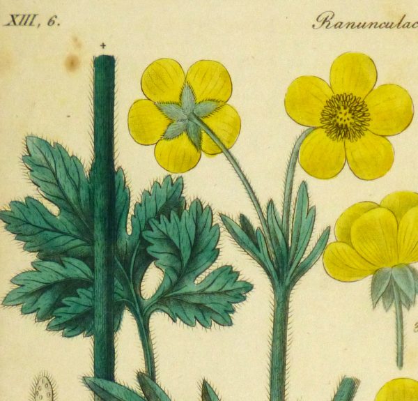 Buttercup, Circa 1830-detail 2-9031K