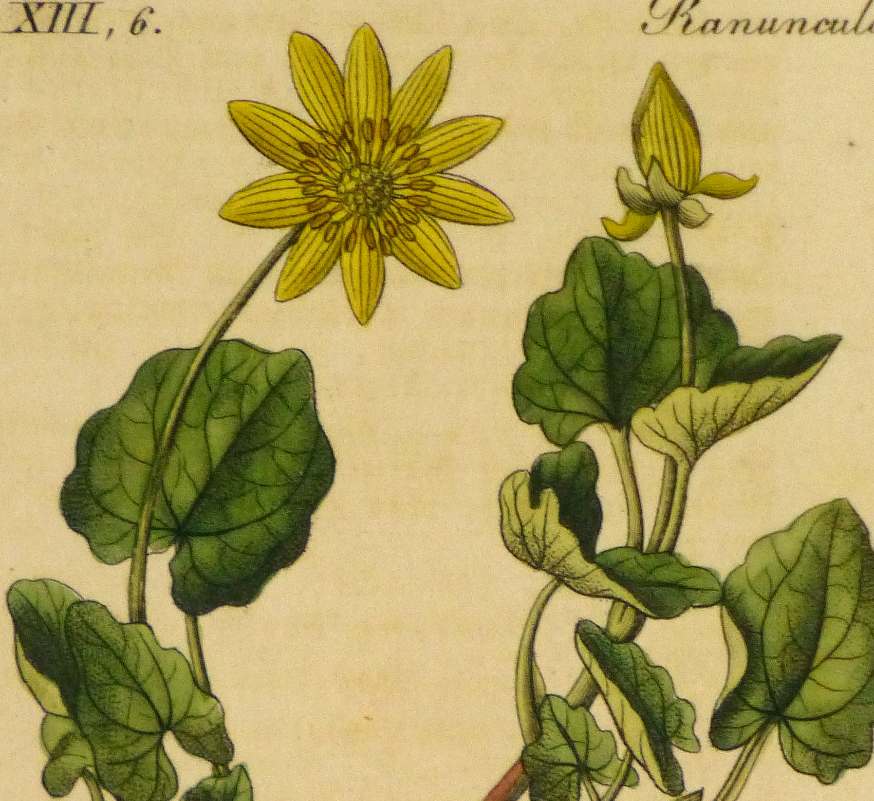 Lesser Celandine, Circa 1830-detail 2-9032K