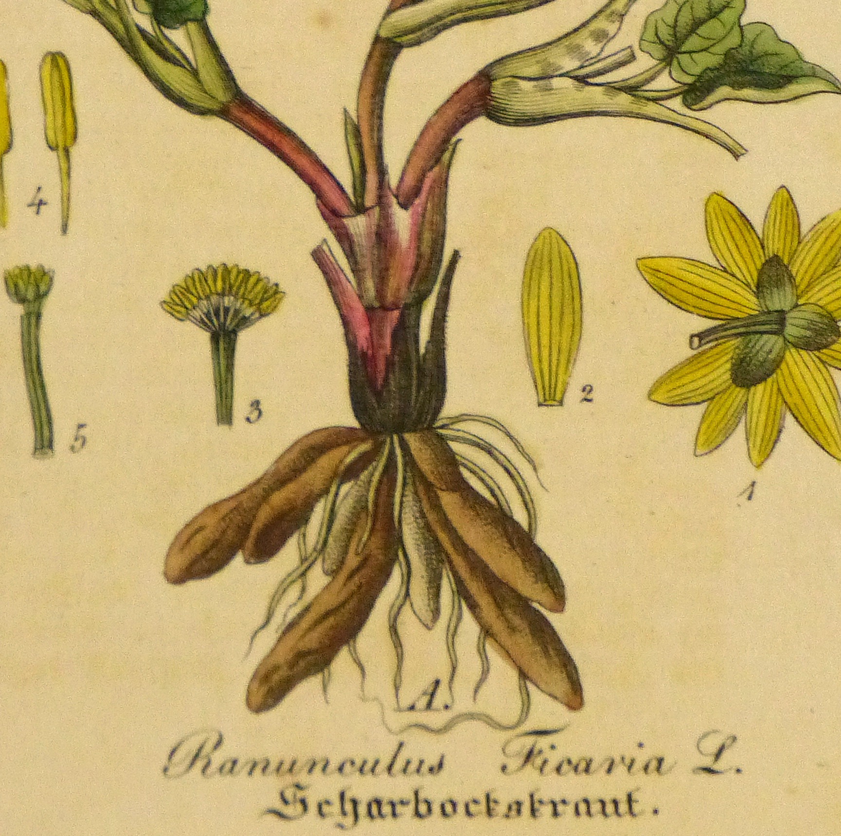 Lesser Celandine, Circa 1830-detail-9032K