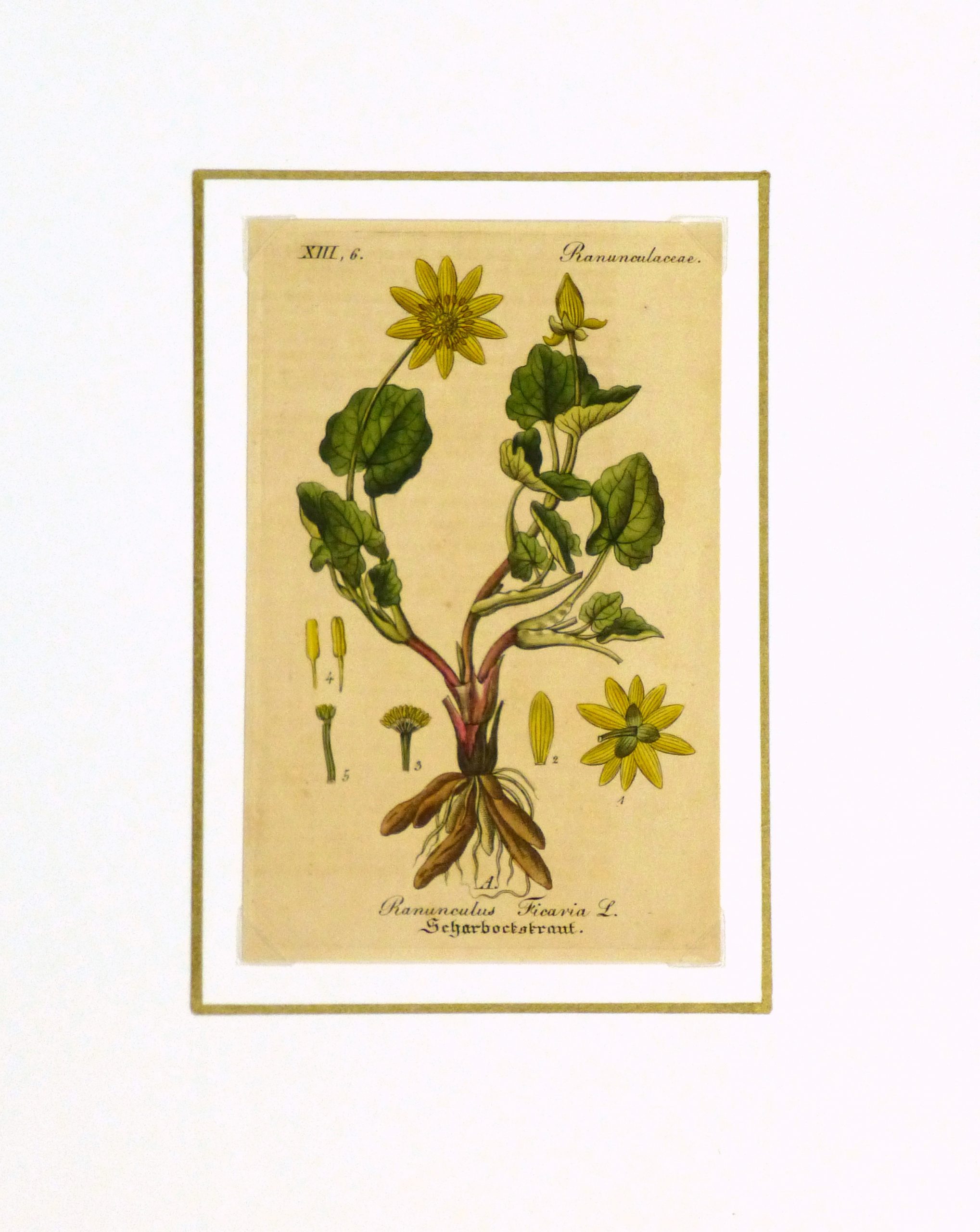 Lesser Celandine, Circa 1830-matted-9032K