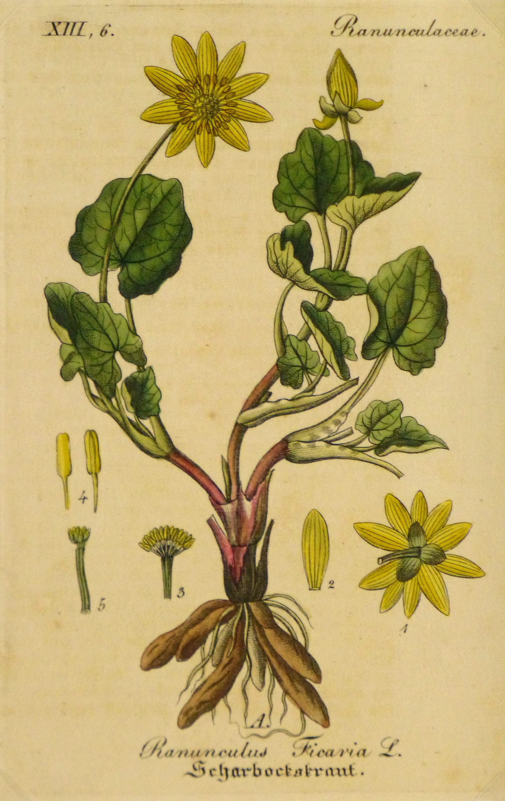 Lesser Celandine, Circa 1830-main-9032K