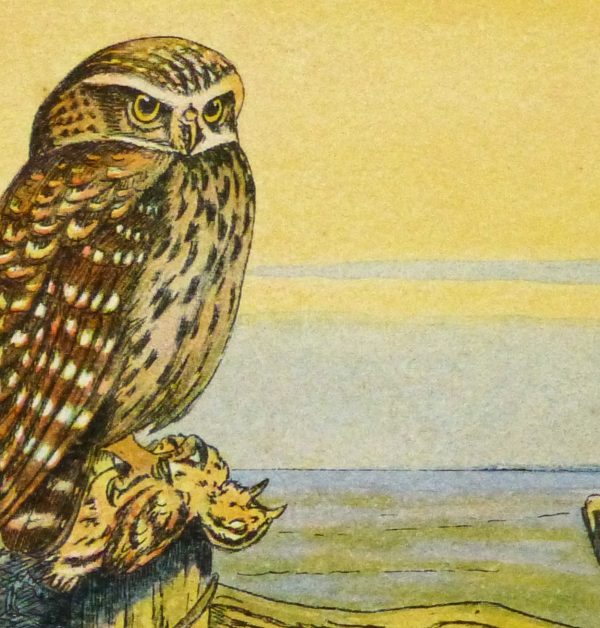 Burrowing Owl Print, Circa 1920-detail 2-9213K