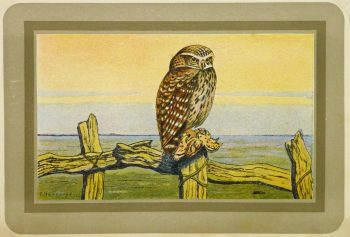 Burrowing Owl Print, Circa 1920-main-9213K