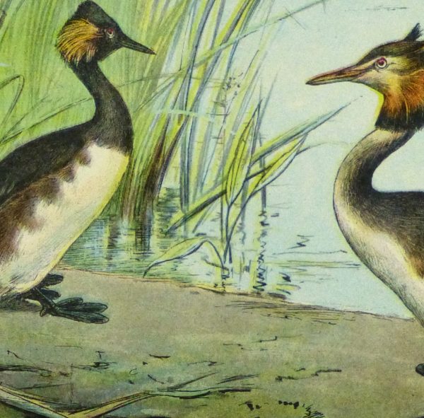 Great Crested Grebe Print, Circa 1920-detail 2-9216K