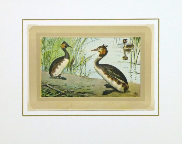 Great Crested Grebe Print, Circa 1920-matted-9216K